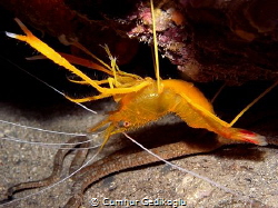 Stenopus spinosus
GOLDEN SHRIMP by Cumhur Gedikoglu 